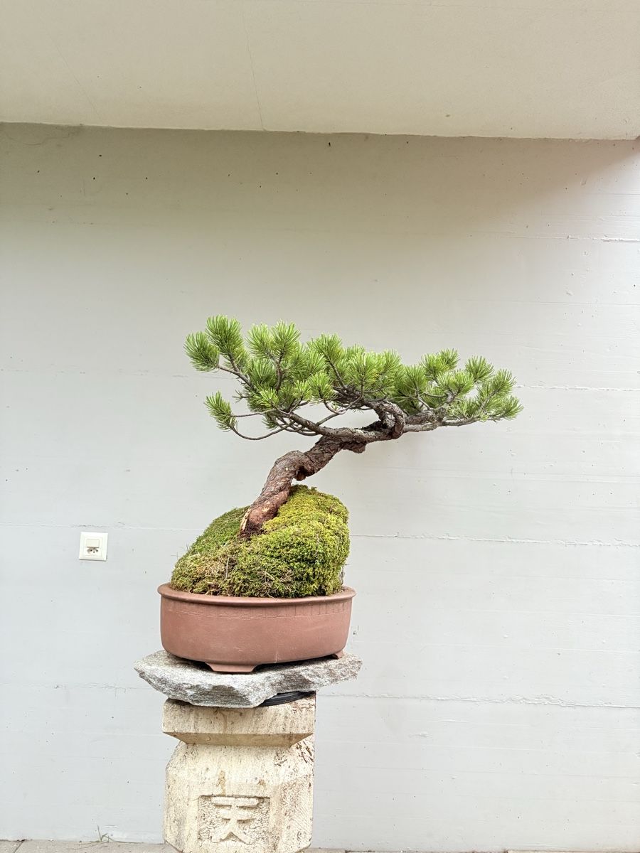Piante & sementi: Pinus auf Stein in exklusiver Schale – Nuovo (secondo la descrizione) da Gossau SG venduto da SolitariusBotanica 4