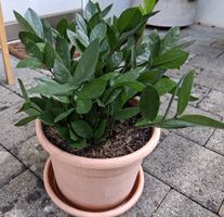 Zamioculcas Zamiifolia Pflanze, Topf, guter Zustand