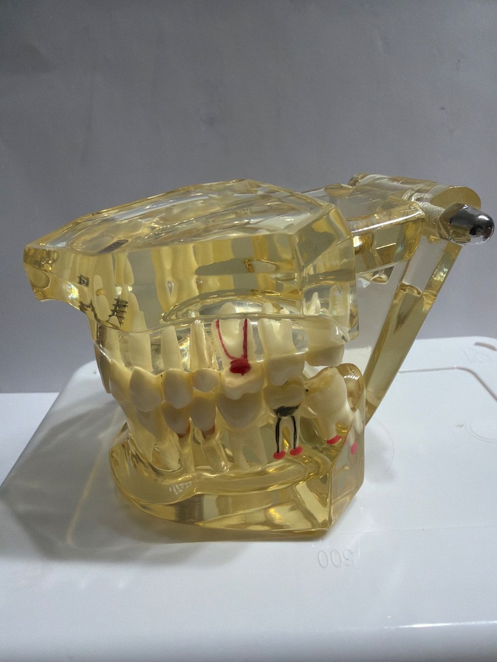 Soins dentaires: KKD Studien Modell REF 9445 Zahnmodel – Neuf avec emballage d'origine à Uster par oranger_pulli 1
