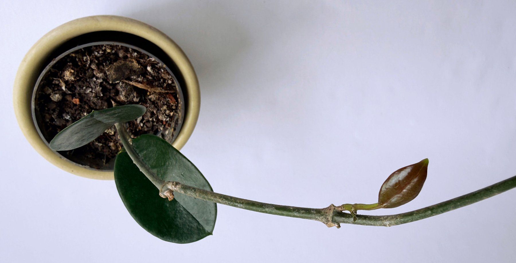 Piante & sementi: Hoya australis***** – Nuovo (secondo la descrizione) da Dübendorf venduto da Orchid18 2