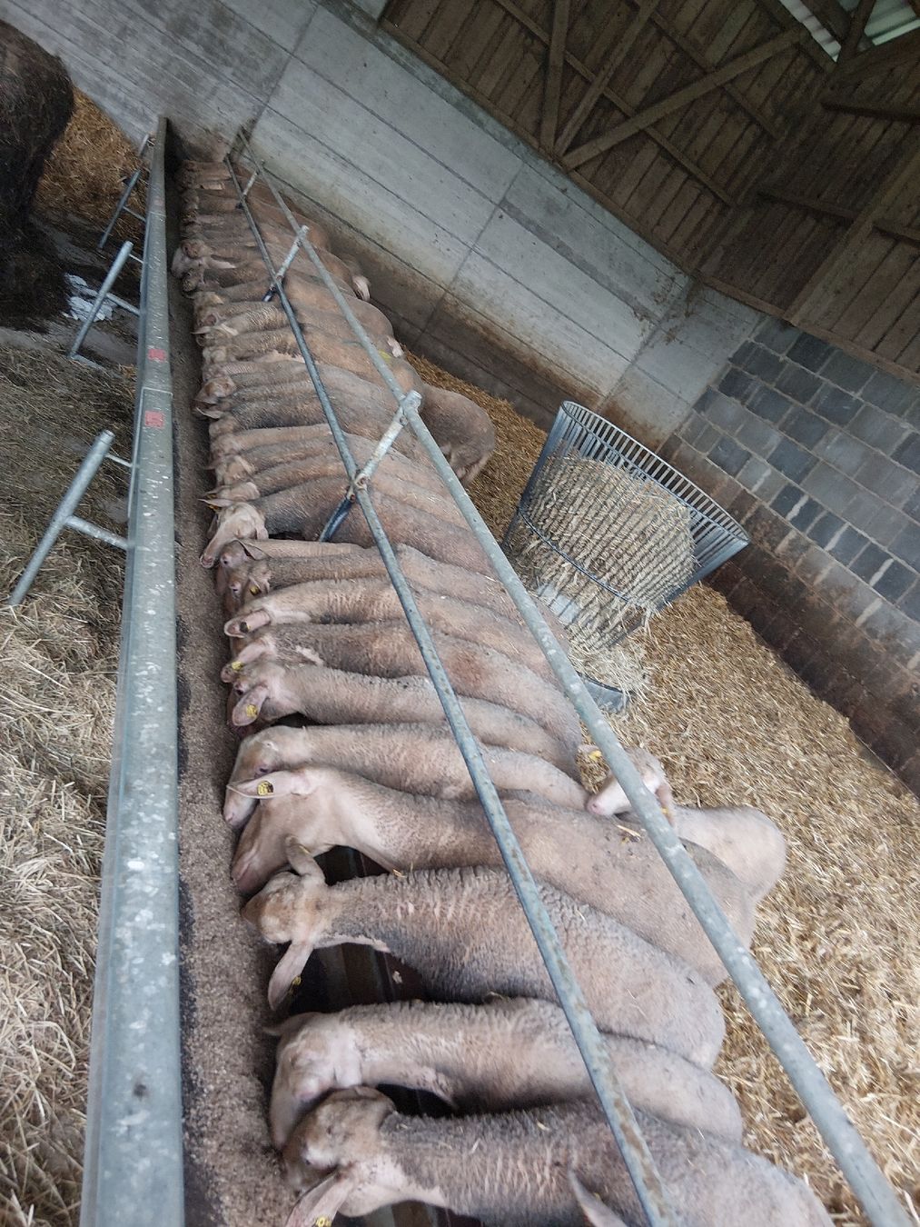 Alle Maschinen: Futterkrippe Schafe zu verkaufen – Gebraucht aus Bowil von fah_z58p 1