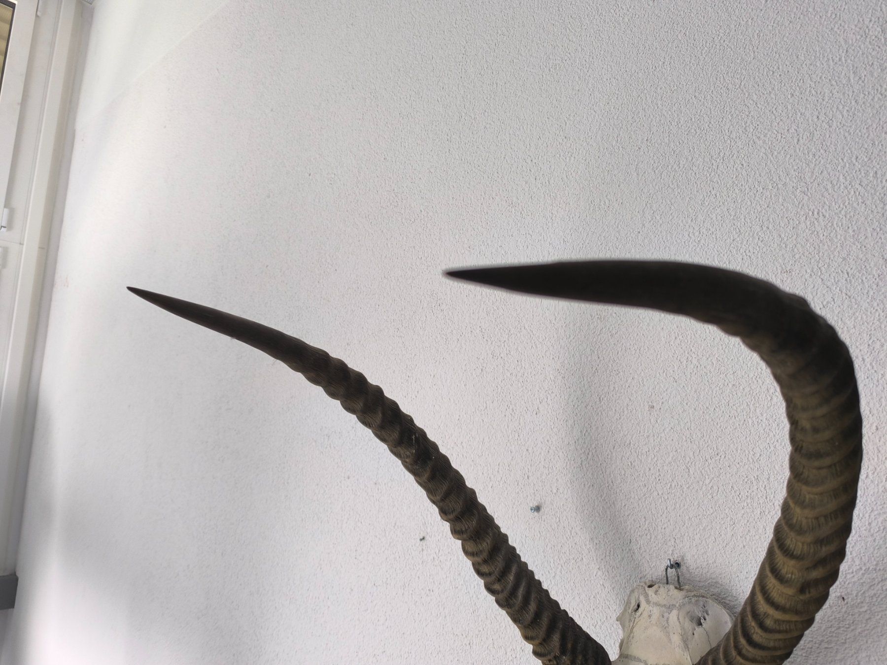 Altre raccolte & rarità: Trophäe Afrikanische Springbock - Antilope – Usato da Rüti ZH venduto da Restwert_Rueti_ZH 2