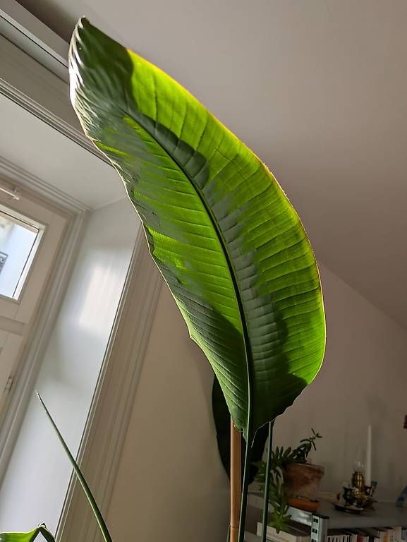 Plantes & graines: Strelitzie (Pardiesvogel Blume) – Neuf avec emballage d'origine à Luzern par benzcarb 1