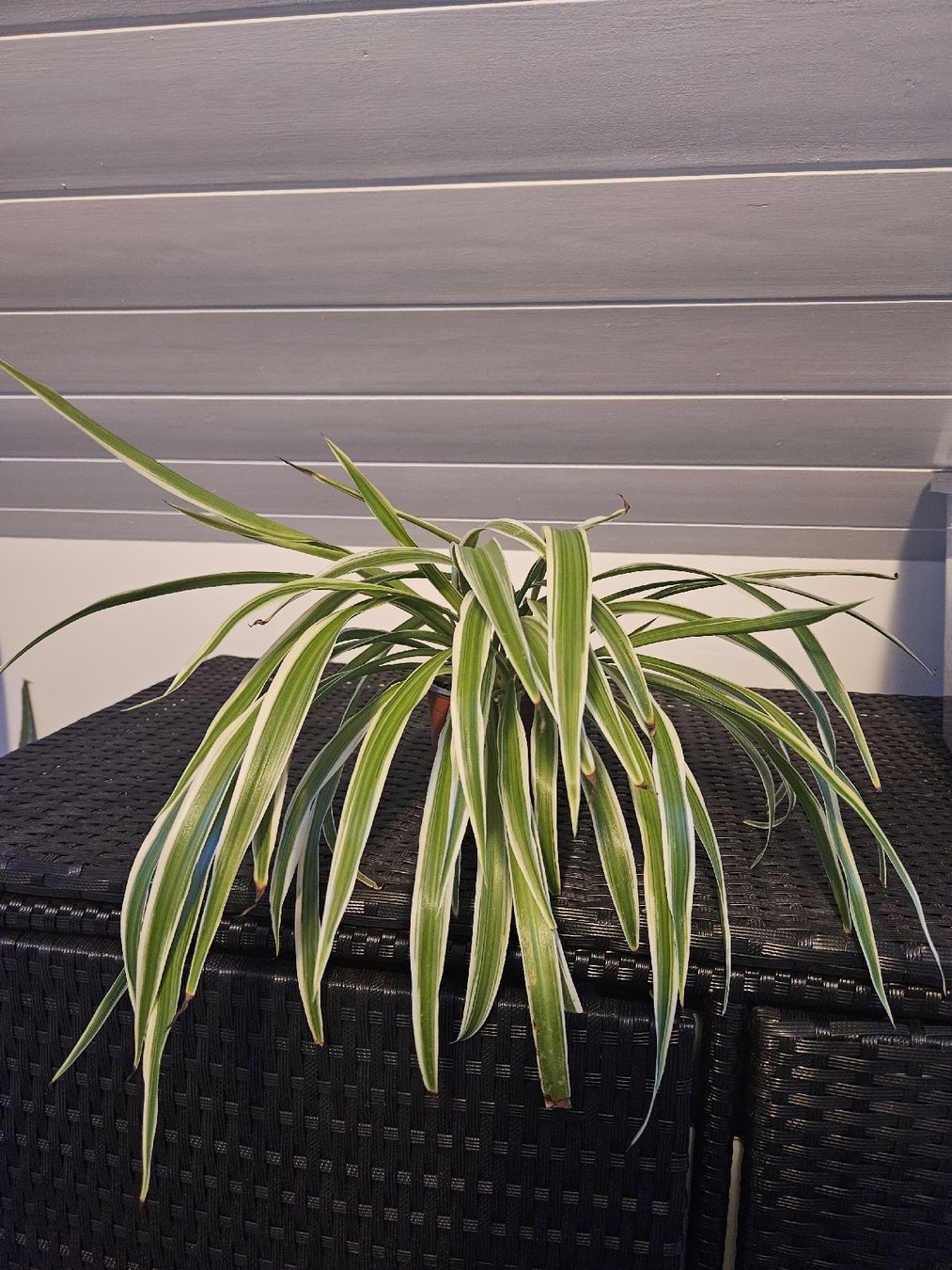 Plantes & graines: Grünlilie – D'occasion à Reinach AG par Irina_g00