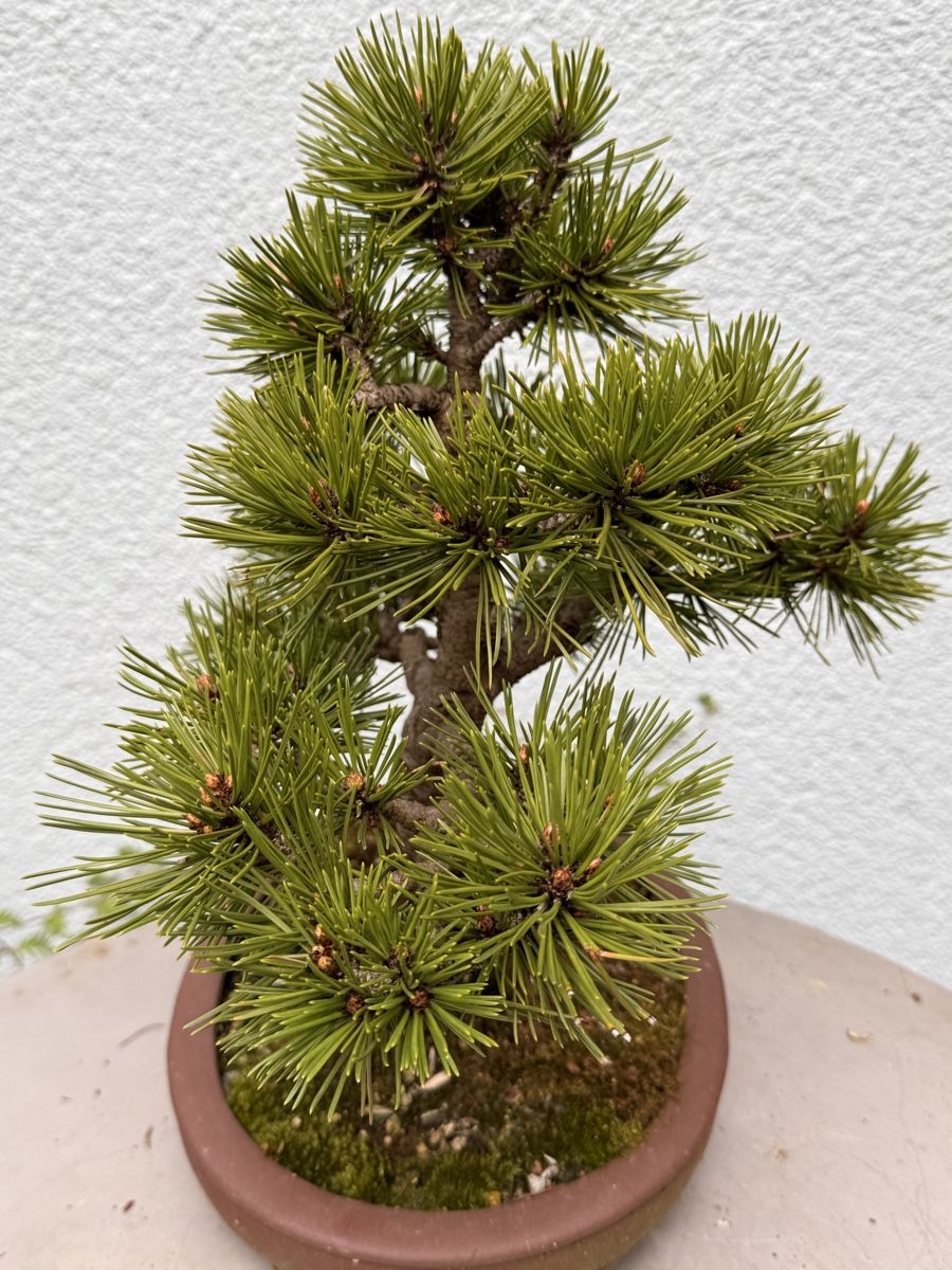 Piante & sementi: Bonsai/Pinus Mugo – Usato da Münchwilen TG venduto da baluzi3 5