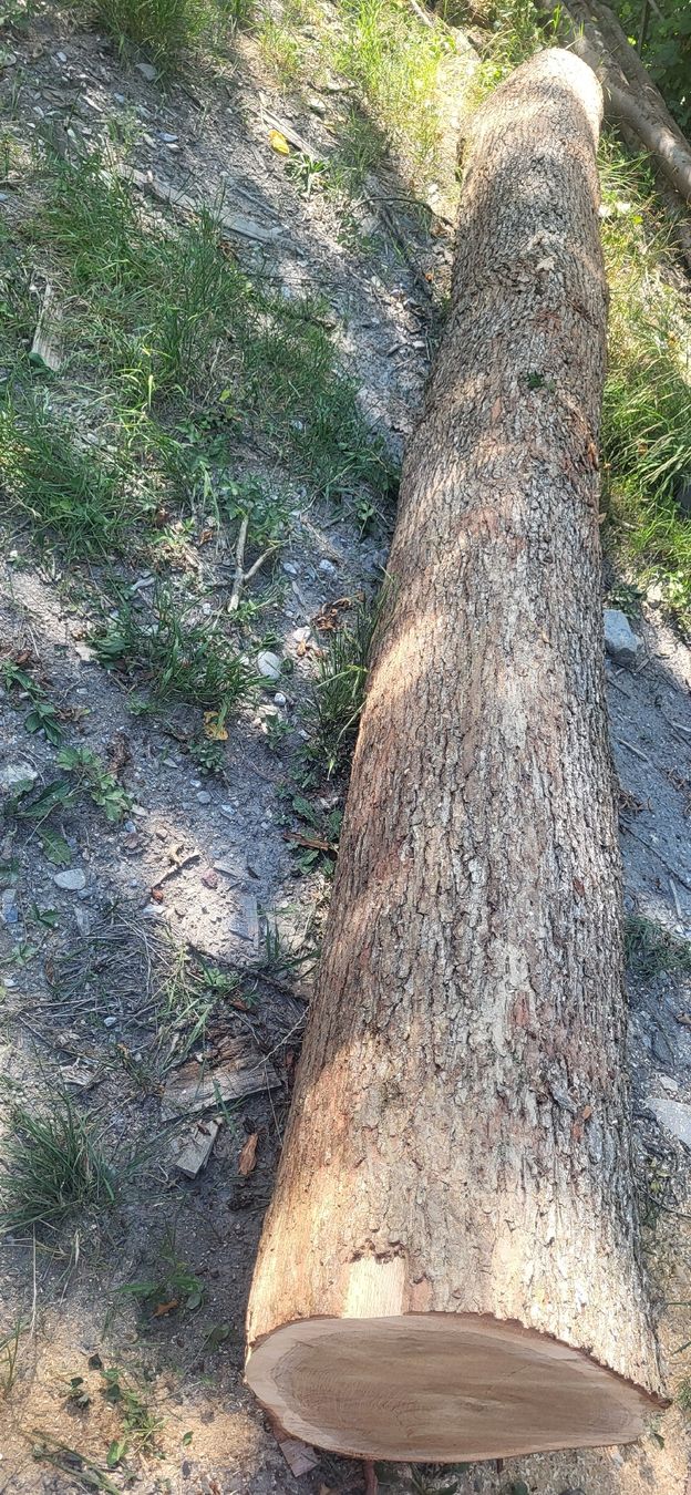 Articoli in legno: Eiche 4.40 m Masssiv-holz Eichenholz Stamm CH Eiche  – Nuovo (secondo la descrizione) da Jenins venduto da Wald-kauz 1