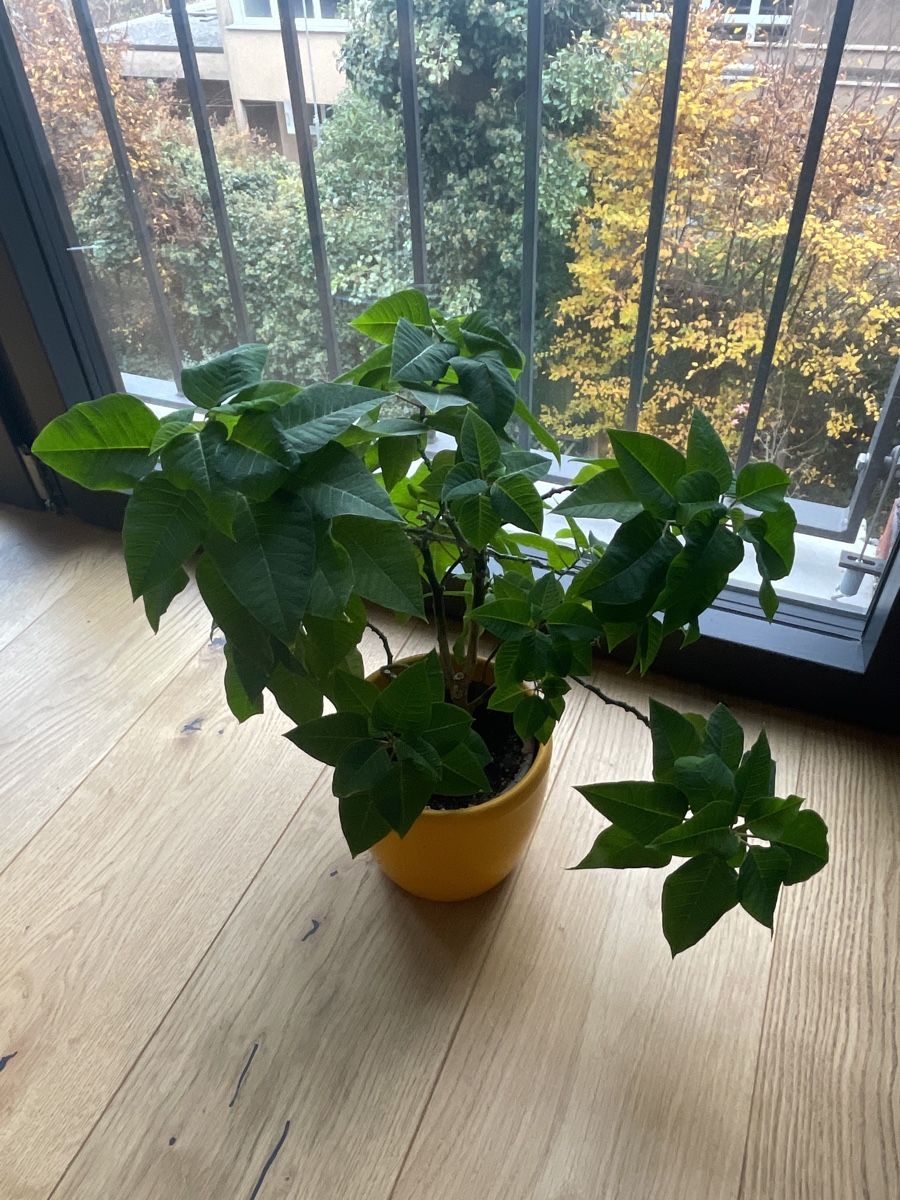 Weihnachtsstern Adventsstern Pflanze (2 Jahre alt) (Neu (gemss  Beschreibung)) in Zrich fr CHF 5  nur Abholung auf Ricardo kaufen
