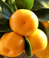 10 Samen Süße kalabrische MANDARINE (zur Keimung zu Hause)