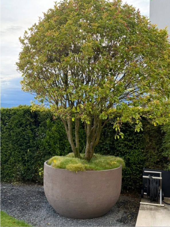 Plantes & graines: Baum inkl Topf – D'occasion à Erlenbach ZH par CreationStudio