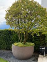 Baum inkl Topf