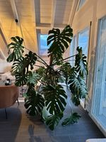 Zimmerpflanze Monstera Deliciosa grosse Pflanze Weiss Topf