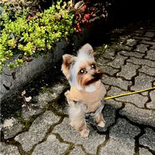 Profile image of Niki-