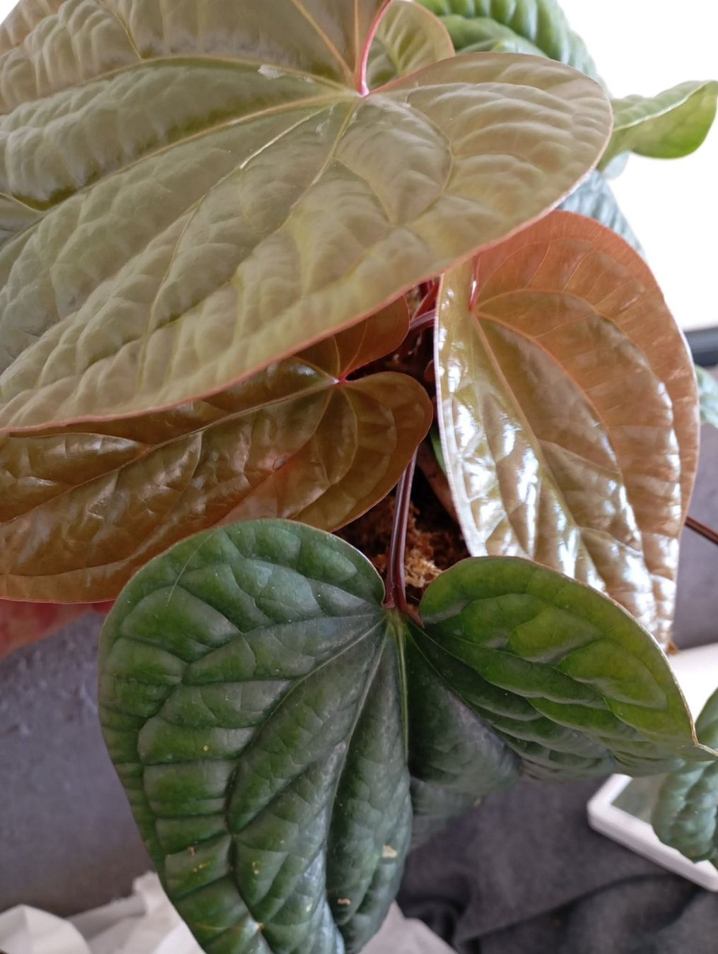 Piante & sementi: anthurium radicans x luxurians – Nuovo e nell'imballaggio originale da Mönchaltorf venduto da engel3333 4