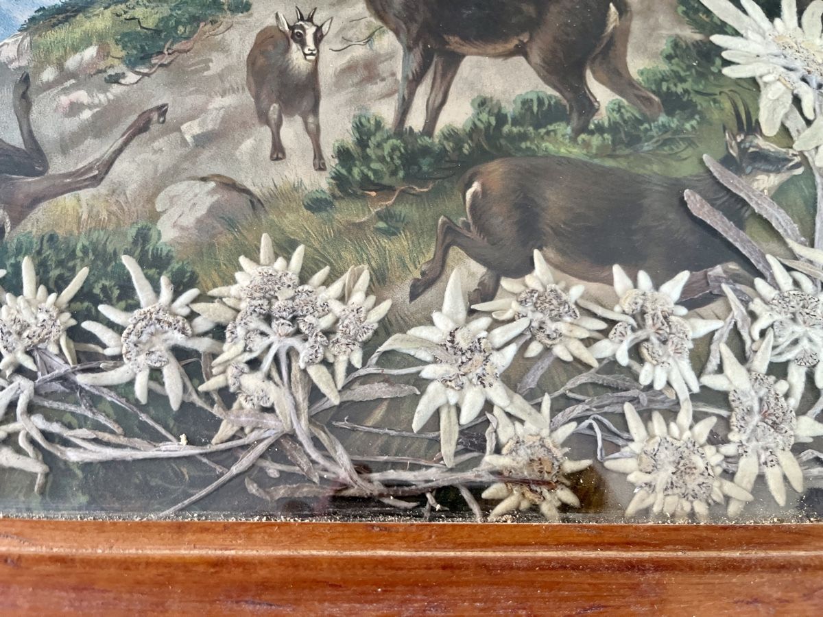 Posters & Illustrations: Jagdszene mit echten Edelweiss – D'occasion à Ottikon par san_w99n 4