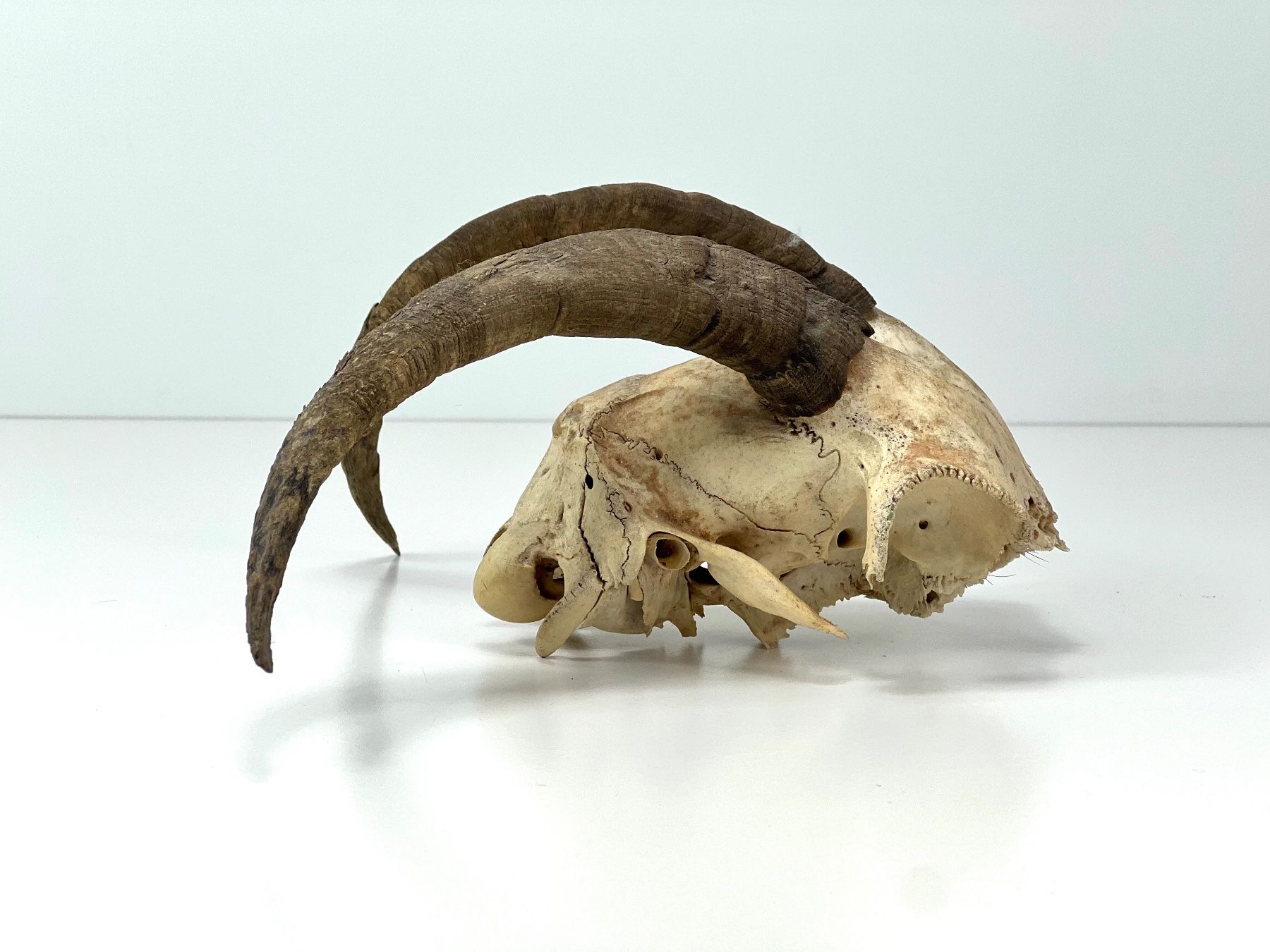 Il mondo degli animali: Echter Ziegen SCHÄDEL mit Hörnern Jagdtrophäe Naturdeko – Usato da Zürich venduto da Arche_Brockenhaus 5