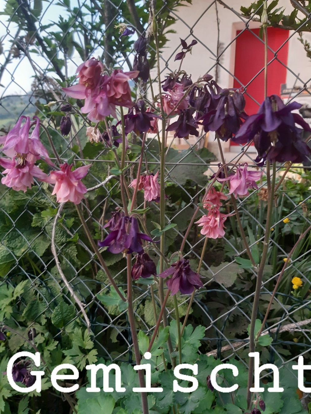 Piante & sementi: 50 Akaleie samen violett – Nuovo e nell'imballaggio originale da Ibach venduto da rom_v8h9 6
