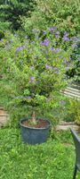 Enzianstrauch mit violetten Blüten im Topf