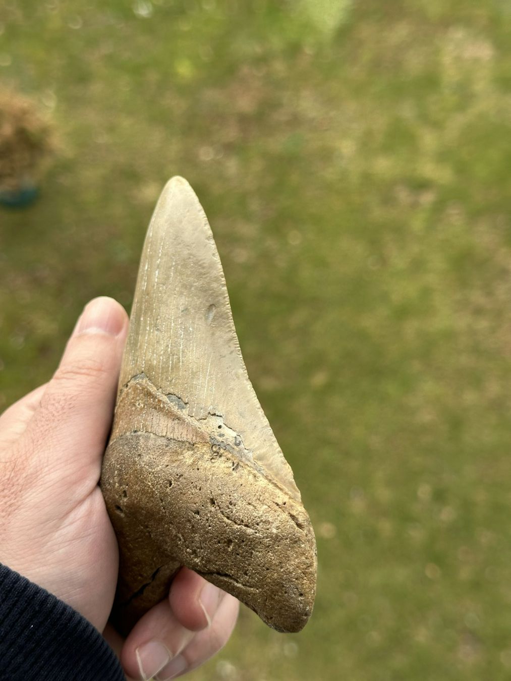 Fossilien: sehr grosser top Megalodon Zahn – Gebraucht aus schüpfen von rica122 2
