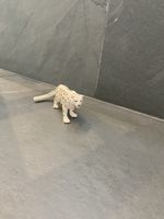 Schleich Schneeleopard