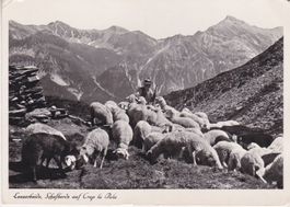 Lenzerheide (Grb.) Schafherde auf Crap la Pala mit Schafhirt