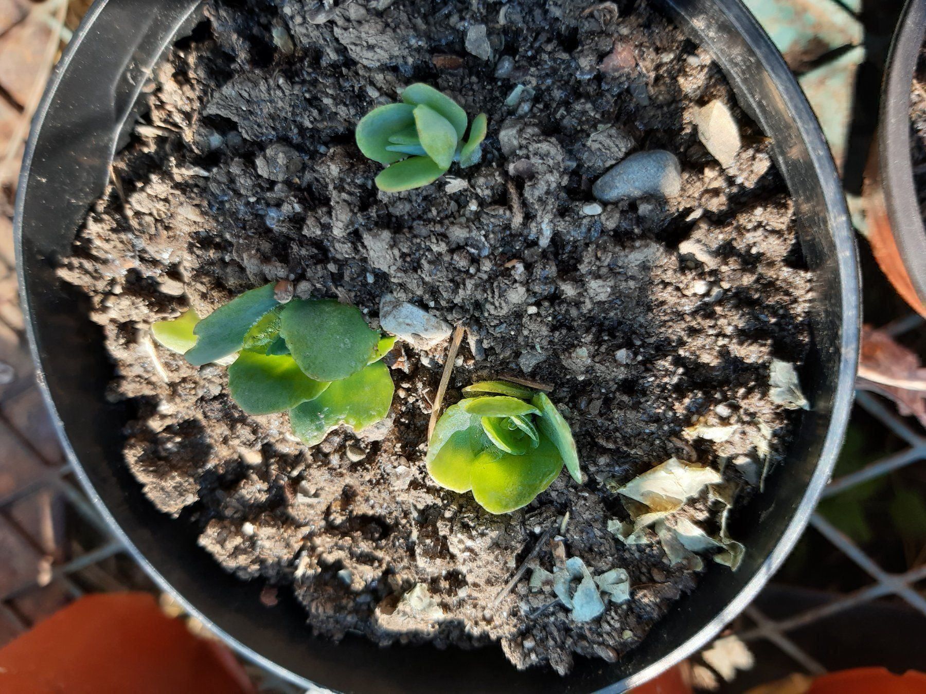 Piante & sementi: Fette Henne Iceberg Sedum – Nuovo (secondo la descrizione) da Ibach venduto da chaemilochhobbygarte 4