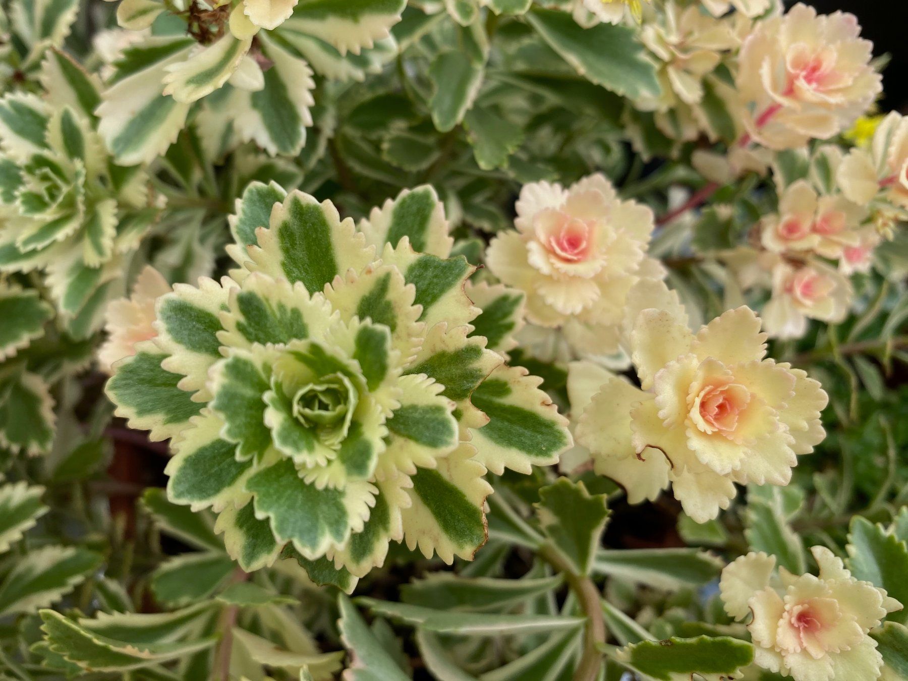 Piante & sementi: Fettblatt - Sedum takesimense "Atlantis" variegata – Nuovo (secondo la descrizione) da Winterthur venduto da Aniger 2