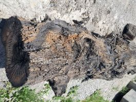 🌳 Mooreiche-Holzstamm aus Mooraushub – vermutlich Eiche