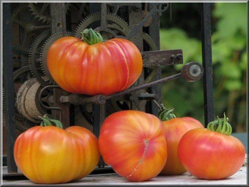 Piante & sementi: 30 Samen OLD GERMAN Tomate Alte Sorte – Nuovo (secondo la descrizione) da Ehrendingen venduto da VerveinaSamen