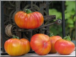 30 Samen OLD GERMAN Tomate Alte Sorte
