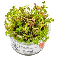 Aquarium Pflanze Rotala Blood Red  1-2-Grow!