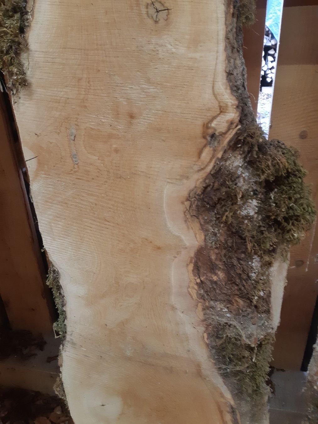 Articoli in legno: Bergahorn Bolen Bretter Nr.3 – Nuovo (secondo la descrizione) da Grindelwald venduto da carro5 1
