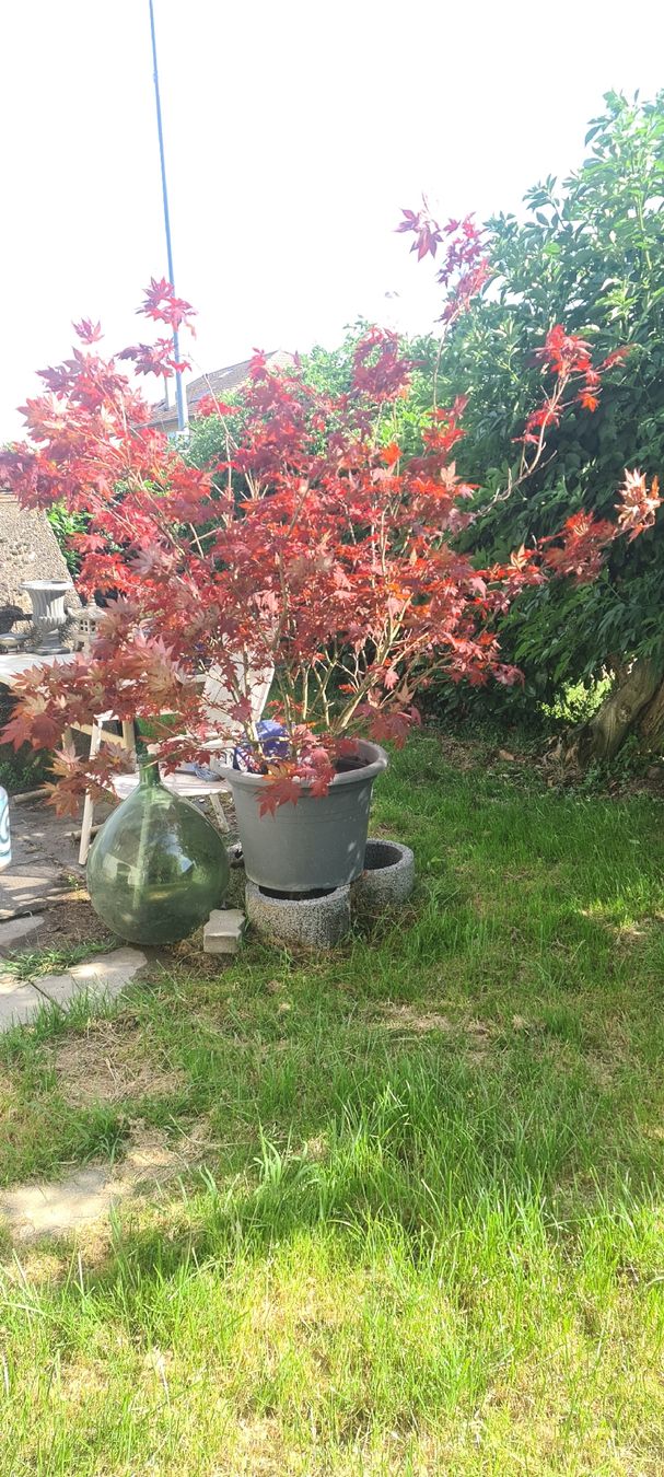 Piante & sementi: roter japanischer ahorn – Usato da Bellerive VD venduto da Hermes5 1