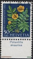 50 Rp. Gänsefingerkraut mit TAB (Potentilla anserina)