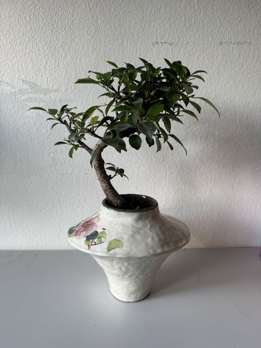 Piante & sementi: Ficus Bonsai in Vase – Usato da Rümlang venduto da Gruseh.ch 1