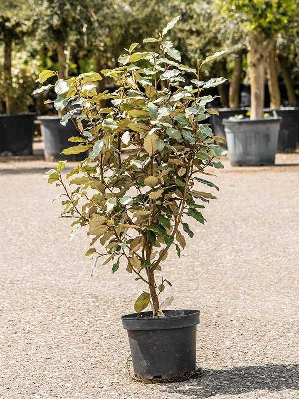 Piante & sementi: Elaeagnus ebbingei Ölweide 80cm – Usato da Sursee venduto da pflugshaupt01