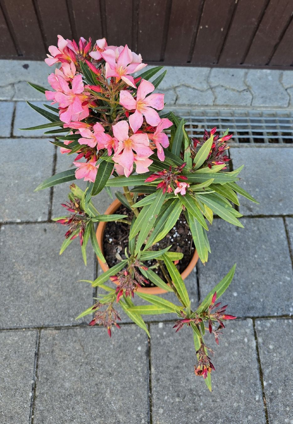 Piante & sementi: Oleander blühend  ☀️ – Usato da Aarburg venduto da popkorn65 3