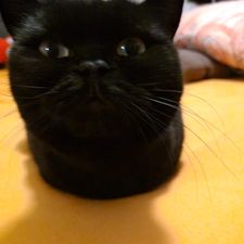 Profile image of LadyVoldekot