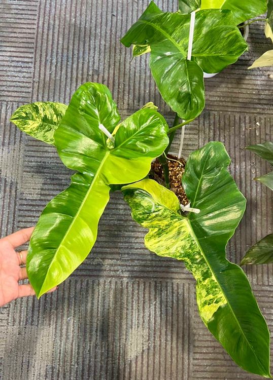 philodendron-paraiso-verde-x-florida-beauty-variegated-gebraucht-in