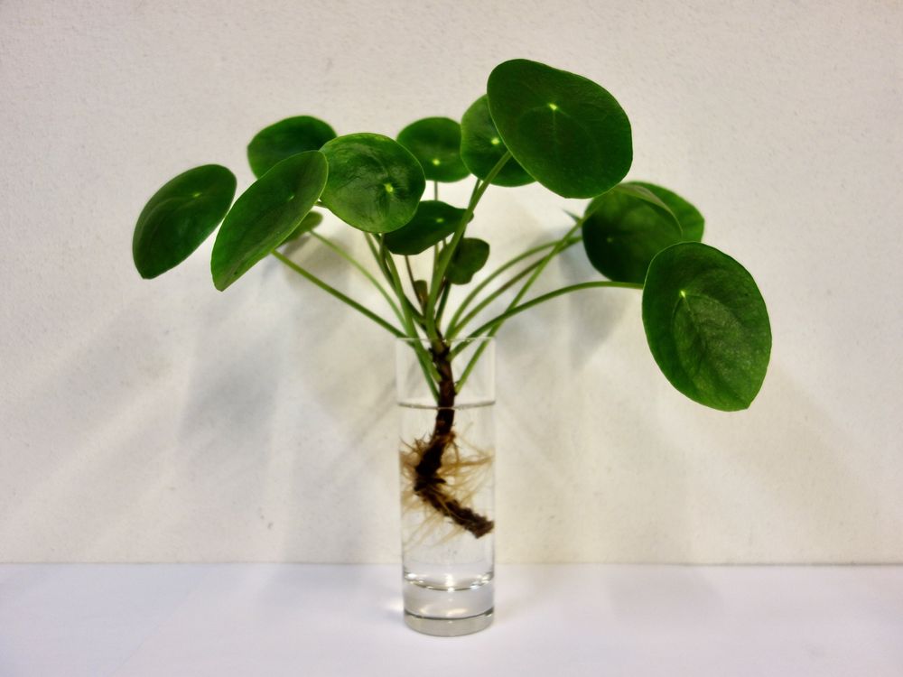 Pilea peperomioides Glückstaler Kaufen auf Ricardo