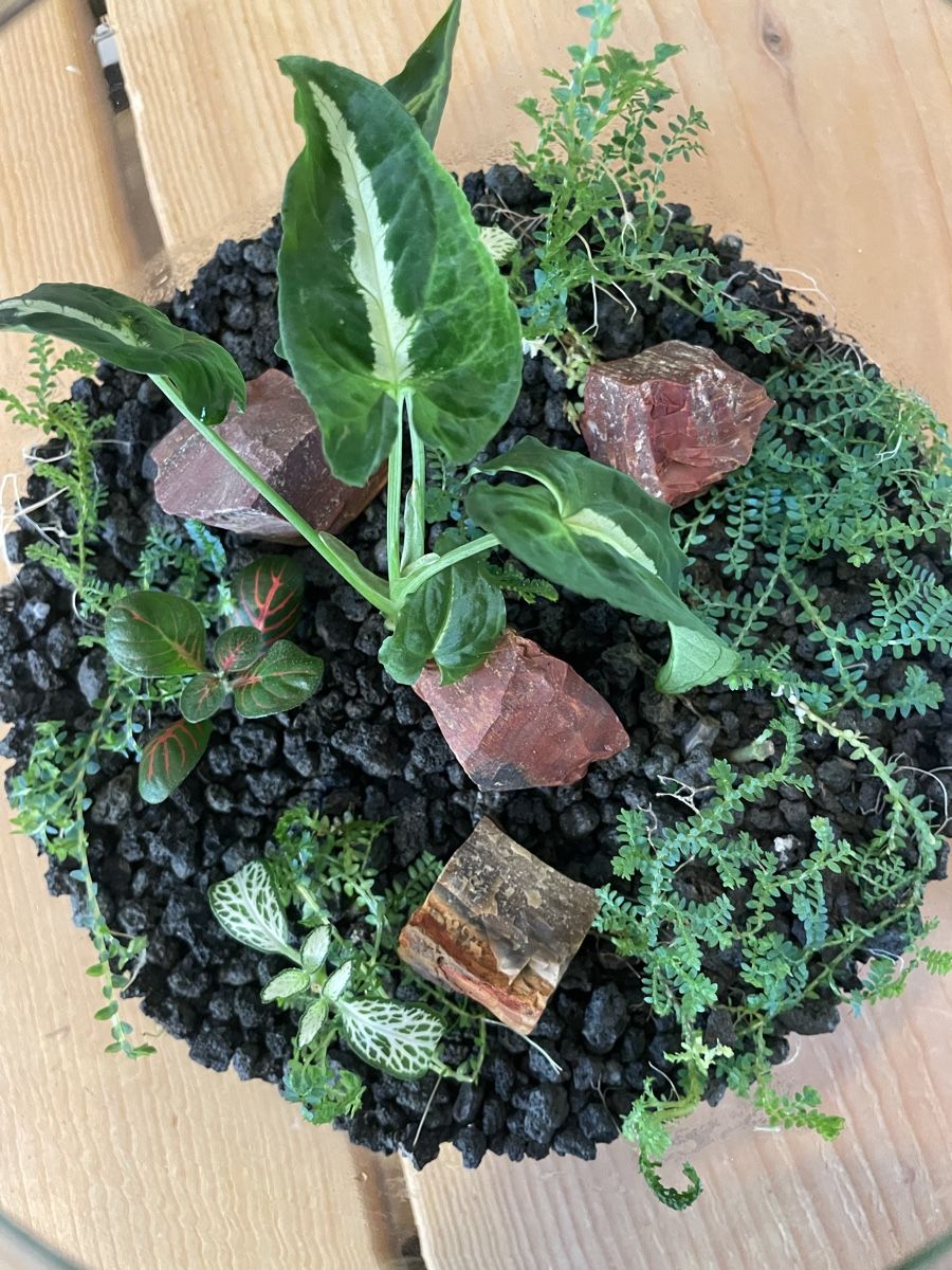 Terrarium: Hol dir deinen eigenen Mini-Dschungel nach Hause! – Neu (gemäss Beschreibung) aus Birwinken von lyo_rvz2 2