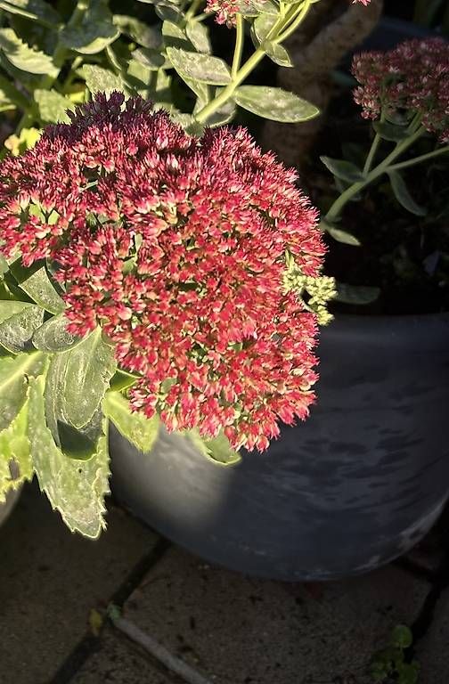 Piante & sementi: Sedum / Fetthenne  – Nuovo e nell'imballaggio originale da Frauenfeld venduto da Irene.Schuppli 1