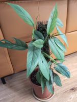 Epipremnum pinnatum 'Cebu Blue' am Moosstab