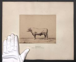 Fotografie Internationale Landwirtschaft