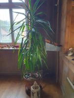 Gesunde XL Yucca Palme (Höhe 2.20)