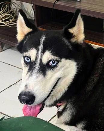 Futter: Moringa für Hunde – Neu und originalverpackt aus Luzern von ivo_schild 1