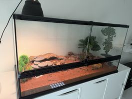Grosses Terrarium mit Zubehör, Top Zustand!