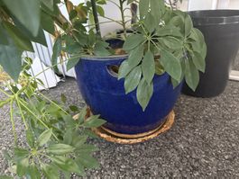 Blaue Vase / Topf (inkl. Pflanze)