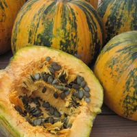 15 Samen GLEISDORFER ÖLKÜRBIS Samenkürbis hüllenlos