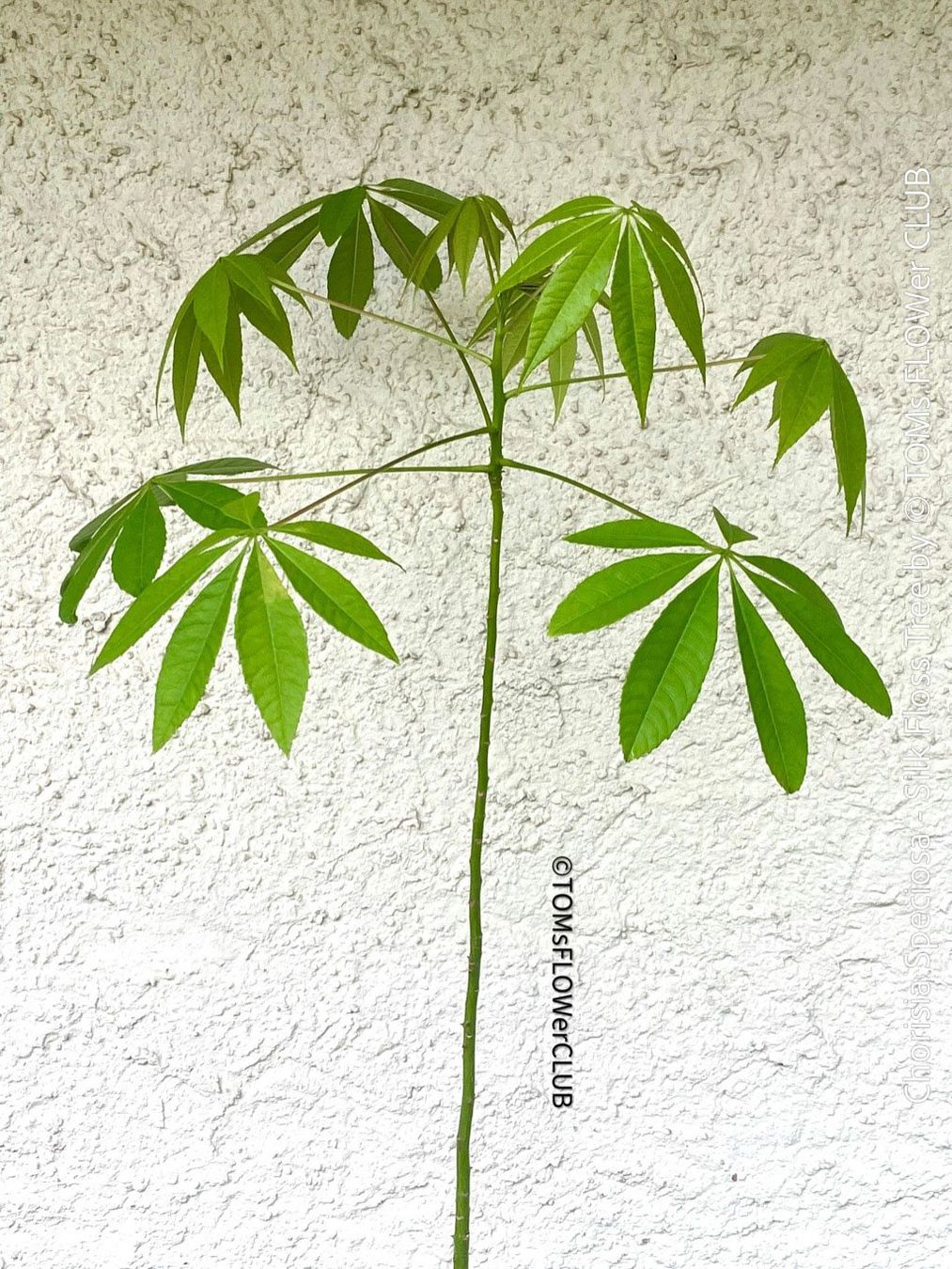 Piante & sementi: Chorisia Speciosa - einzigartiger 120cm Seidenbaum Bäumchen – Nuovo e nell'imballaggio originale da Adliswil venduto da astom369 4