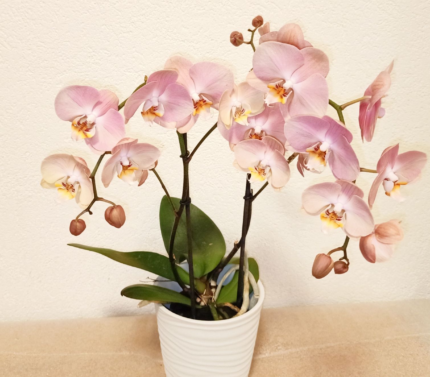 Piante & sementi: Orchidee – Nuovo (secondo la descrizione) da schöftland venduto da UniquePlants
